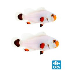 ORA Wyoming White Clownfish Pair (Amphiprion ocellaris)
