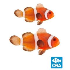 ORA Captive Bred Zombie Pair