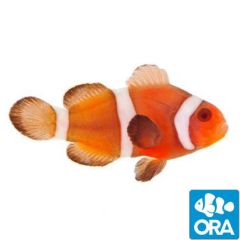 ORA Captive Bred Zombie (Amphiprion ocellaris)