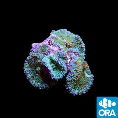 ORA Aquacultured Marshall Island Lemon Lime Ricordea