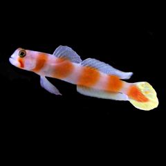 Orange Banded Prawn Goby, Amblyeleotris steinitzi