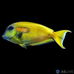 Orange Shoulder Tang, Acanthurus olivaceus