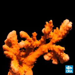 ORA Aquacultured Orange Montipora Setosa