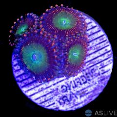 Candy Apple Zoanthid D91, WYSIWYG