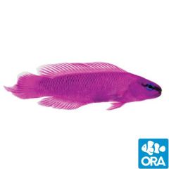ORA Captive Bred Orchid (Pseudochromis fridmani)