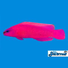 Sea & Reef Orchid Dottyback