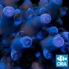Oregon Aquacultured Tort (Acropora sp.)