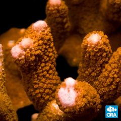 ORA Aquacultured Peach Montipora Digitata