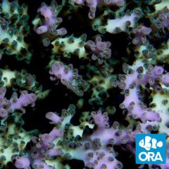 ORA Aquacultured Pearlberry (Acropora sp.)