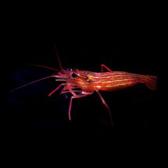 Peppermint Shrimp, Lysmata sp. - Wild Caught