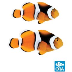 ORA Captive Bred Percula Pair (Amphiprion percula)