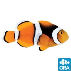 ORA Captive Bred Percula (Amphiprion percula)