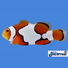 Sea & Reef Picasso Clownfish