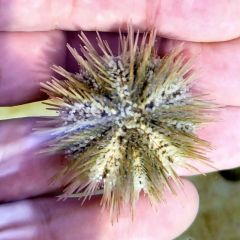 Pincushion Urchin, Lytechinus variegatus - Sm - Md