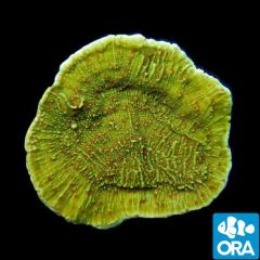 ORA Aquacultured Pink Polyp Montipora Capricornis
