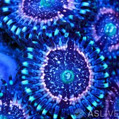 Pink Zipper Zoanthid