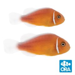 ORA Captive Bred Pink Skunk Clownfish Pair