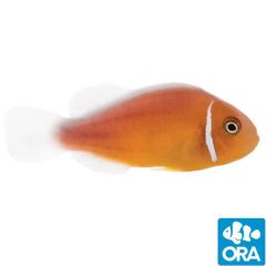 ORA Captive Bred Pink Skunk Clownfish