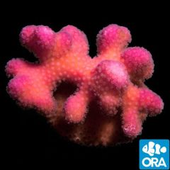 ORA Aquacultured Pink Stylophora