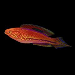 Pintail Fairy Wrasse Male (Cirrhilabrus isosceles)