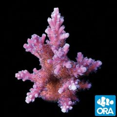 ORA Aquacultured Plum Crazy (Acropora sp.)