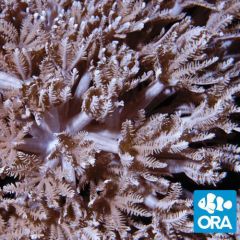 ORA Aquacultured Pom Pom Xenia (Xenia sp.)
