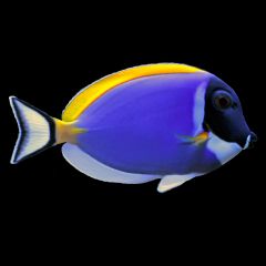 Powder Blue Tang, Acanthurus leucosternon