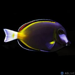 POWDER BROWN TANG (ACANTHURUS JAPONICUS)