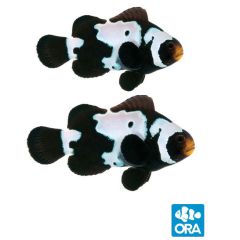 ORA Premium Black Snowflake Pair (Amphiprion ocellaris)