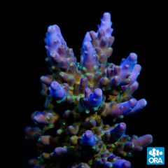 ORA Aquacultured Purple & Green Acropora