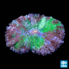 ORA Aquacultured Marshall Island Yuma