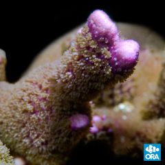 ORA Aquacultured Purple Montipora Digitata