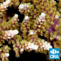 ORA Aquacultured Purple Plasma (Acropora sp.)