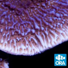 ORA Aquacultured Purple Undata (Montipora sp.)