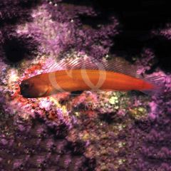 Captive Bred Gulf Blenny, (Ecsenius pulcher) 
