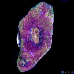 Rainbow Chalice A12, WYSIWYG