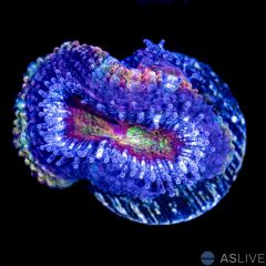 Rainbow Acan B7, WYSIWYG