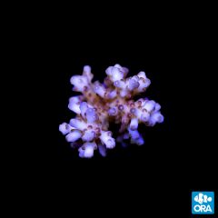 ORA Aquacultured Marshall Island Raspberry Granulosa