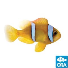 Red Sea Captive Bred Two-Band (Amphiprion bicinctus)