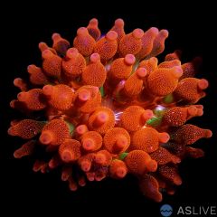 Small Rose Bubble Tip Anemone - Aquacultured