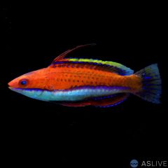 Ruby Longfin Fairy Wrasse (Cirrhilabrus rubeus) Male