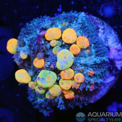 OG bounce Mushroom 2 (WYSIWYG)