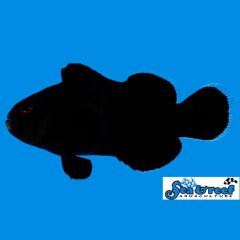 Sea & Reef Midnight Clownfish