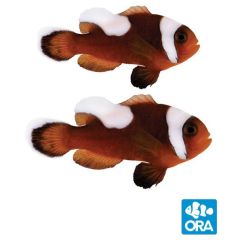 ORA Saddleback Clownfish Pair (Amphiprion polymnus)