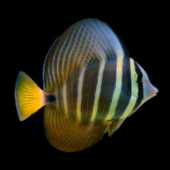 Sailfish Tang, Zebrasoma velifer