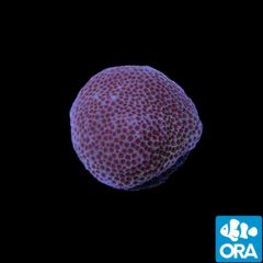 ORA Sand Dollar Porites
