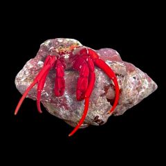 Scarlet Reef Hermit Crab, Paguristes cadenati