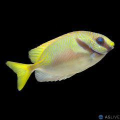 Scribbled, Two Barred Rabbitfish (Siganus virgatus)