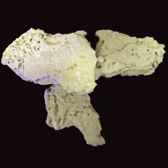 Biotek Marine Shelf Rock By The Pound