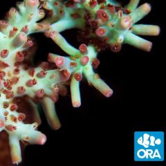 ORA Aquacultured Shortcake (Acropora sp.)